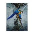 Trademark Fine Art Harro Maass 'Blue And Yellow Macaws 2' Canvas Art, 24x32 ALI35665-C2432GG